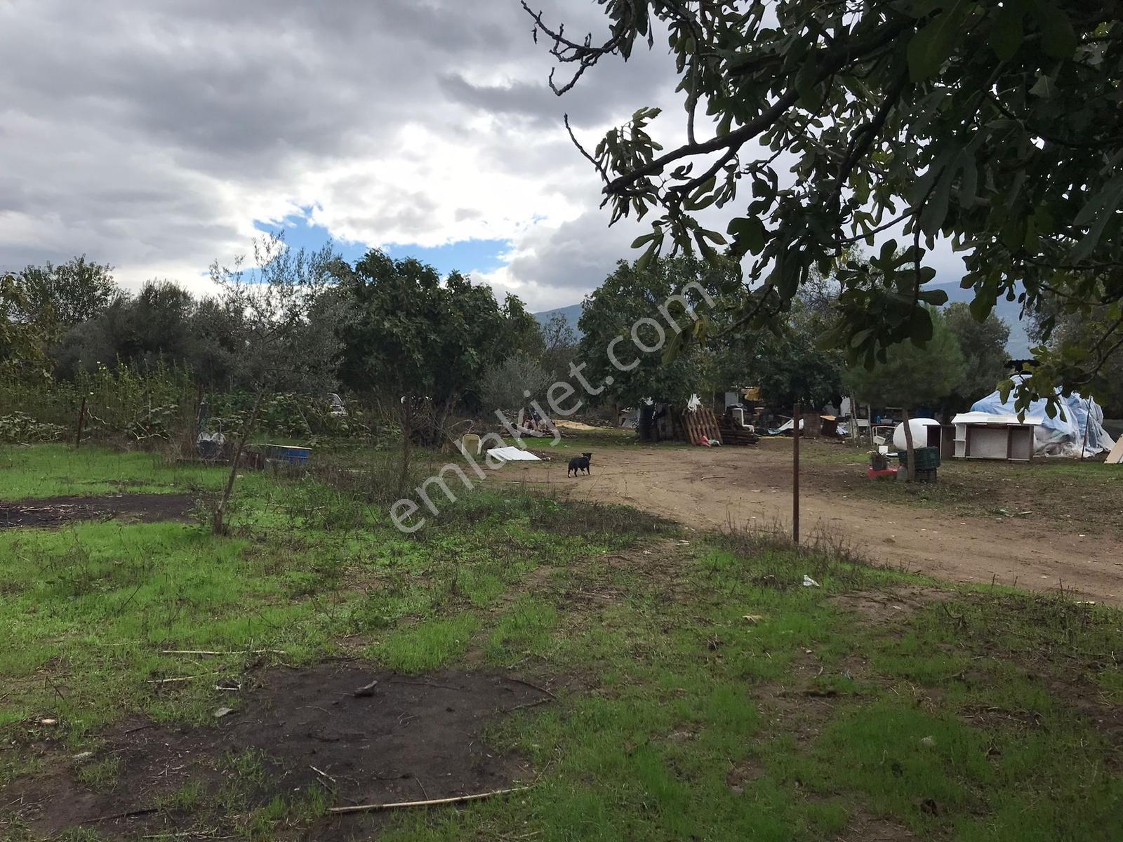 Güneş Gayrimenkul'den Tire Merkezde Zeytin Ve İncir Bahçesi - Görsel 9
