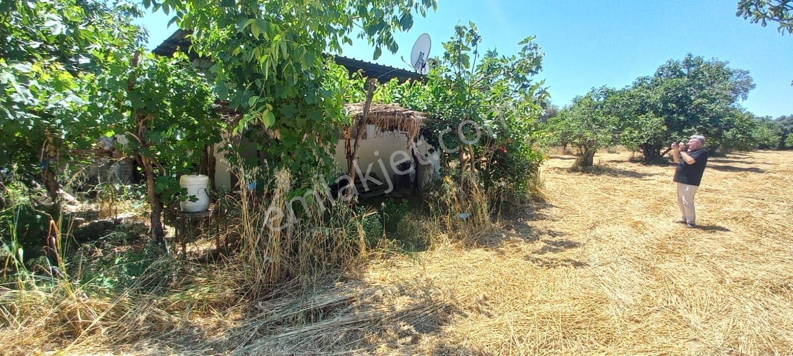 Güneş Gayrimenkul'den Tire Merkezde Zeytin Ve İncir Bahçesi - Görsel 12