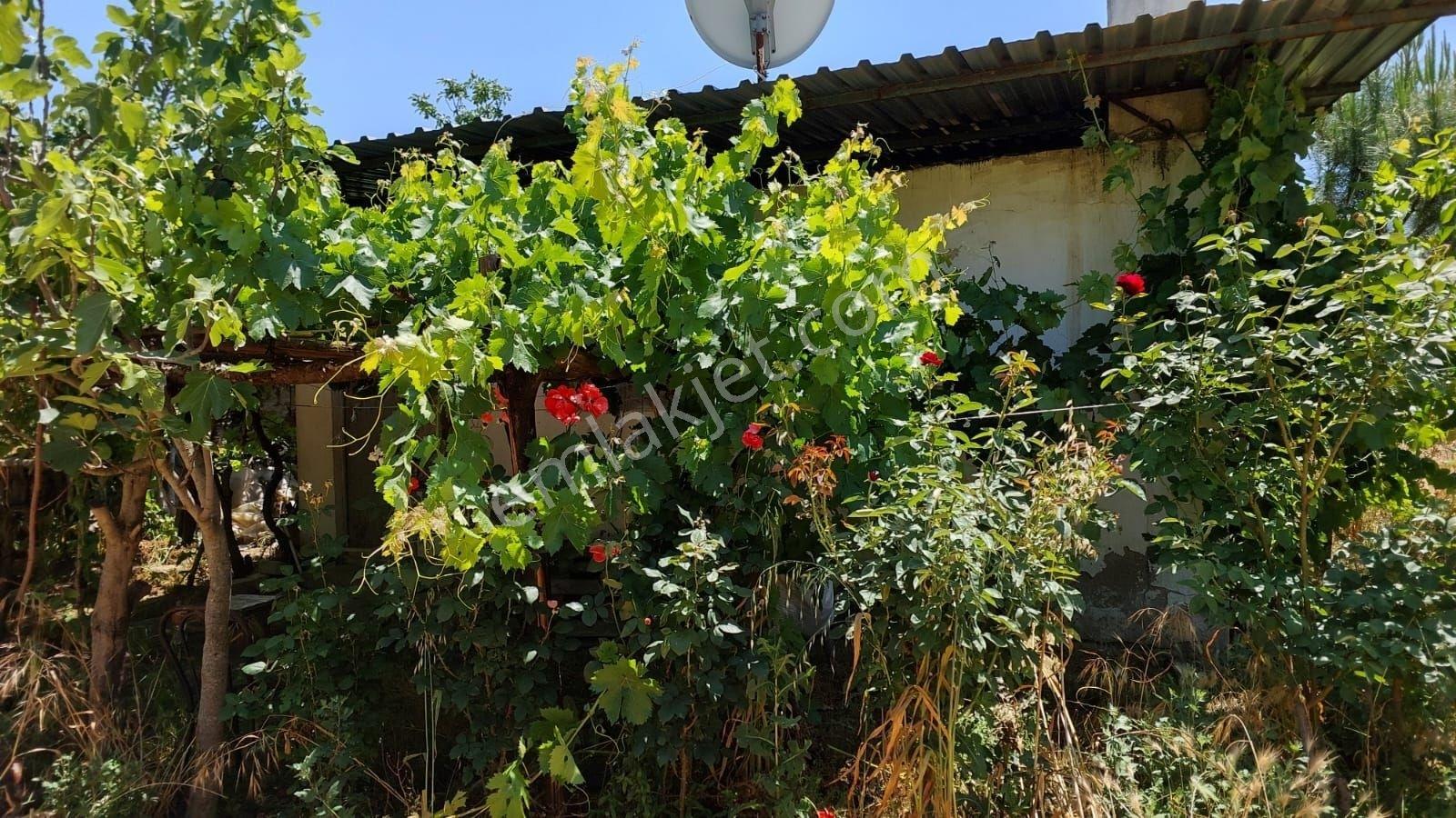 Güneş Gayrimenkul'den Tire Merkezde Zeytin Ve İncir Bahçesi - Görsel 4