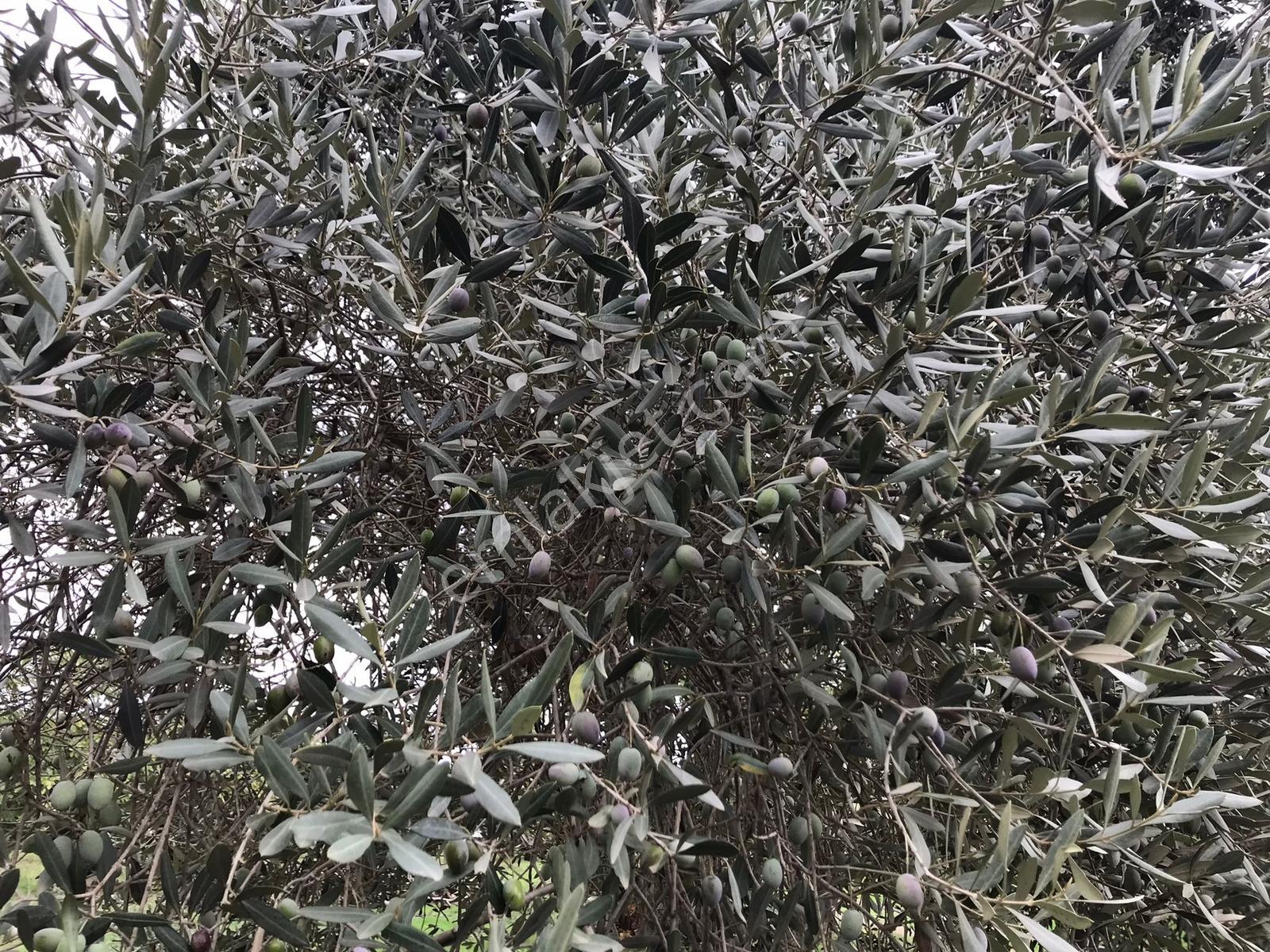 Güneş Gayrimenkul'den Tire Merkezde Zeytin Ve İncir Bahçesi - Görsel 20