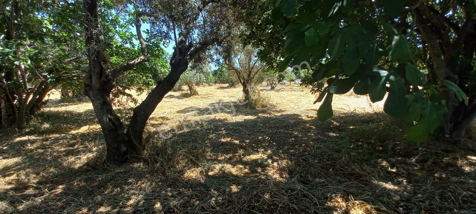 Güneş Gayrimenkul'den Tire Merkezde Zeytin Ve İncir Bahçesi - Görsel 6