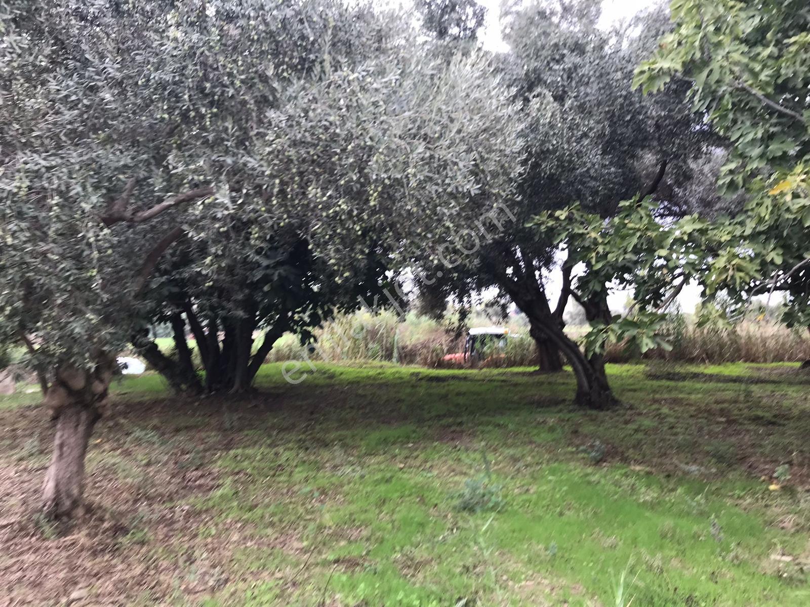 Güneş Gayrimenkul'den Tire Merkezde Zeytin Ve İncir Bahçesi - Görsel 26