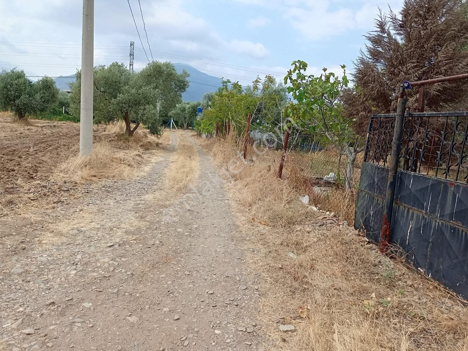 İzmir Kemalpaşa Armutluda Çok İyi Konumda Düzlükte Zeytinli Bağ