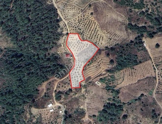 Takasa Açık Yatırımlık 2 Dönüm Verımlı Tarla - Görsel 3