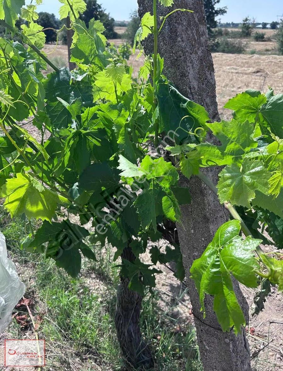Uğurman Emlak'tan Kızılcıkdere'de Satılık Bağlık Ve Bağ Yeri - Görsel 8