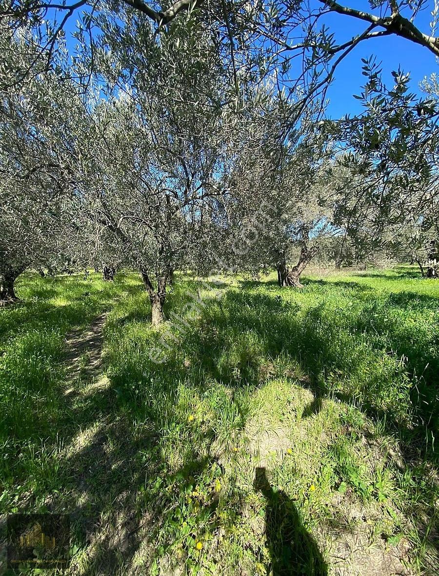 Manisa Akhisar Efem Gayrimenkulden 1078 M2 Satılık Zeytinlik!!! - Görsel 13