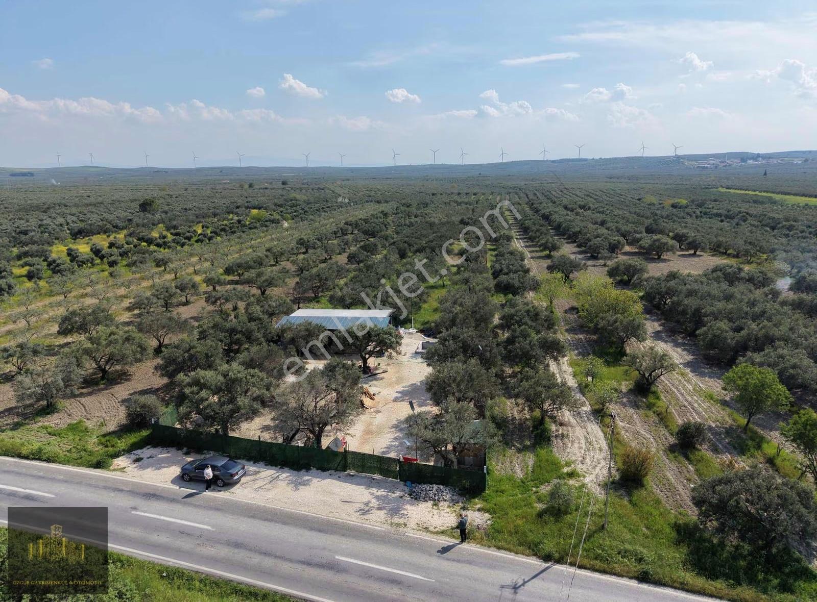 Manisa Akhisar Efem Gayrimenkulden 1078 M2 Satılık Zeytinlik!!! - Görsel 17