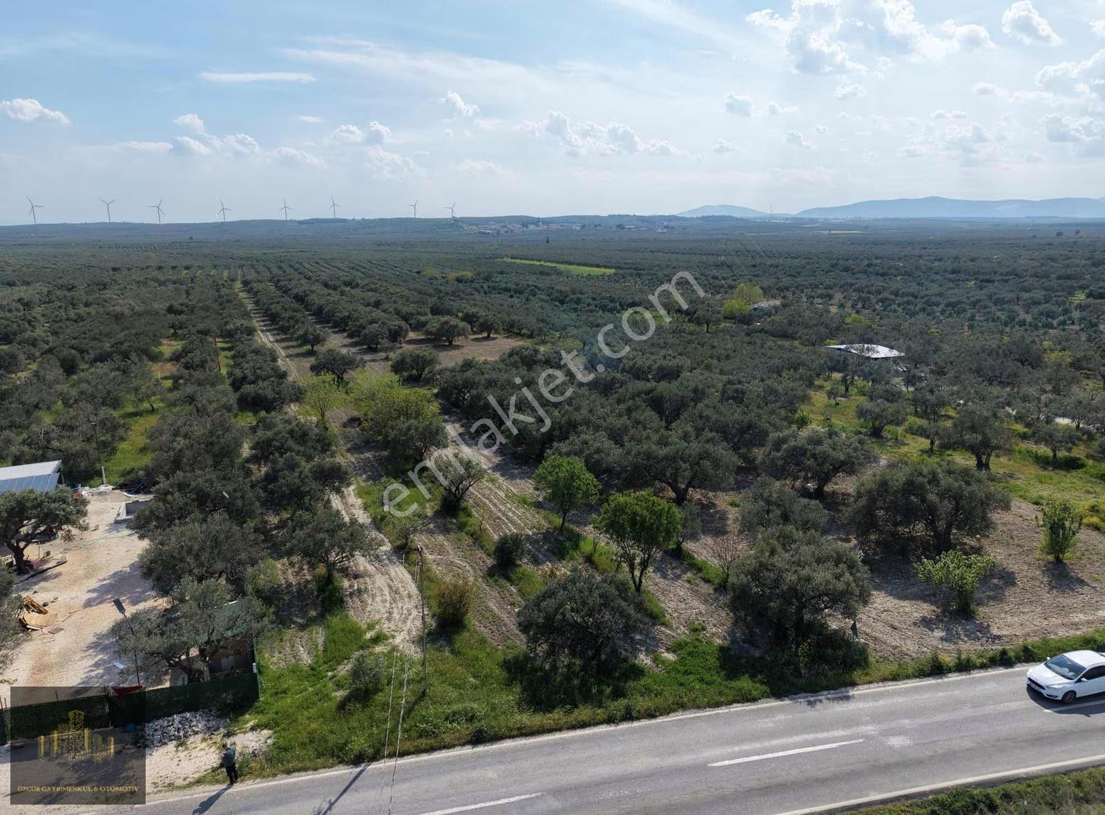 Manisa Akhisar Efem Gayrimenkulden 1078 M2 Satılık Zeytinlik!!! - Görsel 8