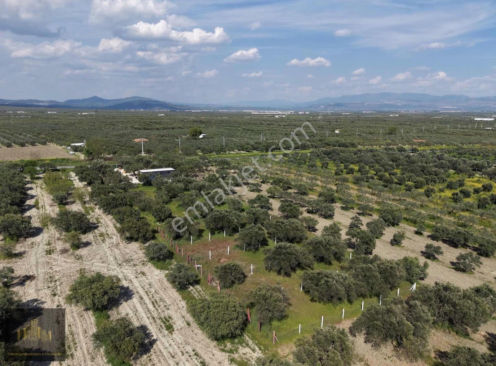 Manisa Akhisar Efem Gayrimenkulden 1078 M2 Satılık Zeytinlik!!! - Görsel 3