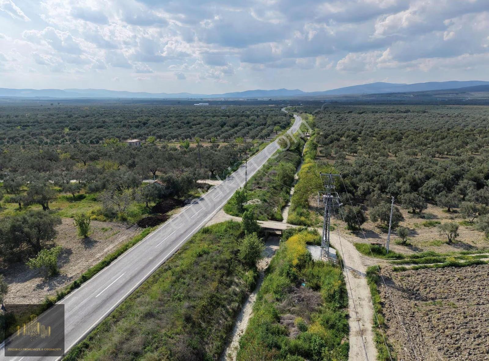 Manisa Akhisar Efem Gayrimenkulden 1078 M2 Satılık Zeytinlik!!! - Görsel 4