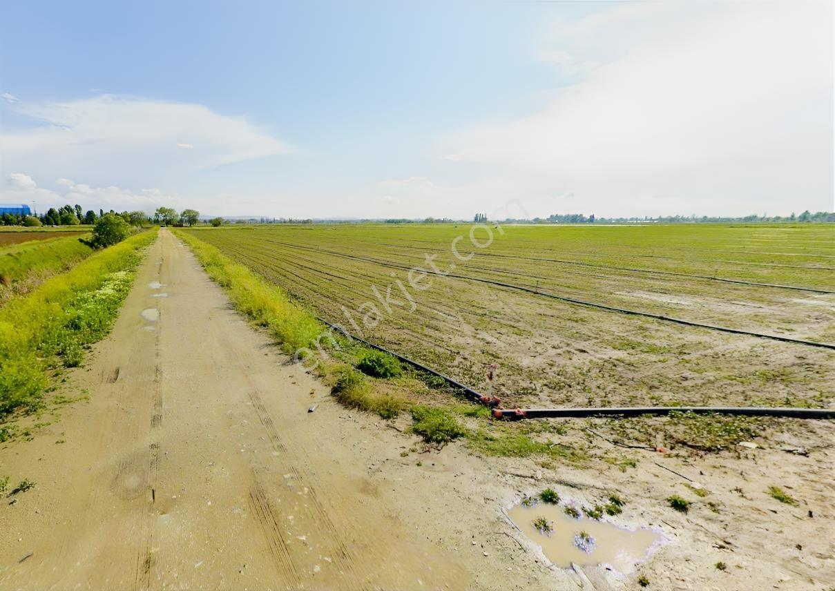 Mustafa Yılmaz'dan Koyunlar Mh.de Yolu Açılmış 39.493 M² Tarla - Görsel 2