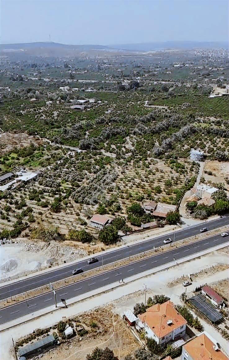 Seferihisarda 10 Dönüm Denize Yakın Yüksek Verimli Bağ Bahçe - Görsel 5