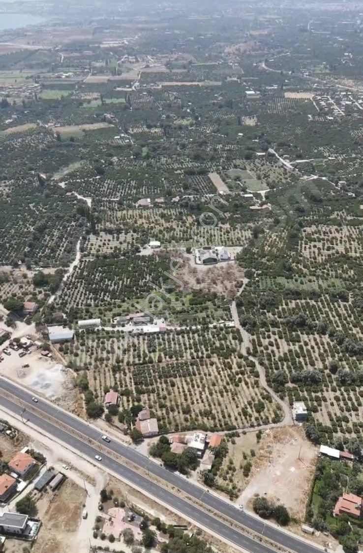 Seferihisarda 10 Dönüm Denize Yakın Yüksek Verimli Bağ Bahçe - Görsel 7