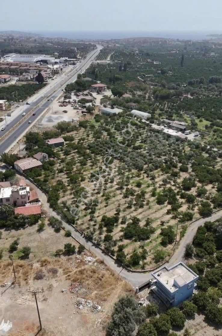 Seferihisarda 10 Dönüm Denize Yakın Yüksek Verimli Bağ Bahçe