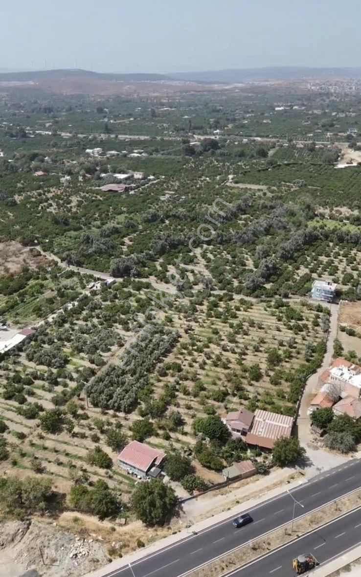 Seferihisarda 10 Dönüm Denize Yakın Yüksek Verimli Bağ Bahçe - Görsel 9