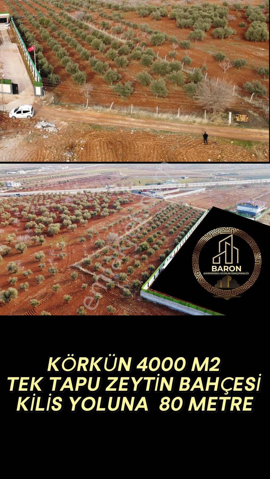 Barondan Havalanına 2 Km Zeytinlik