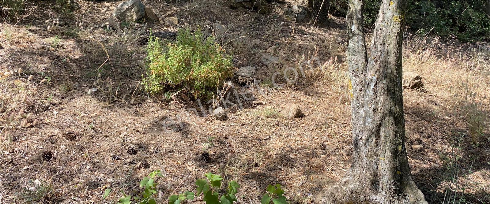 Aydın Söke Kaykıllı'da Köy Yerleşkesinde Muhteşem Manzaralı Satılık Bahçe - Görsel 12
