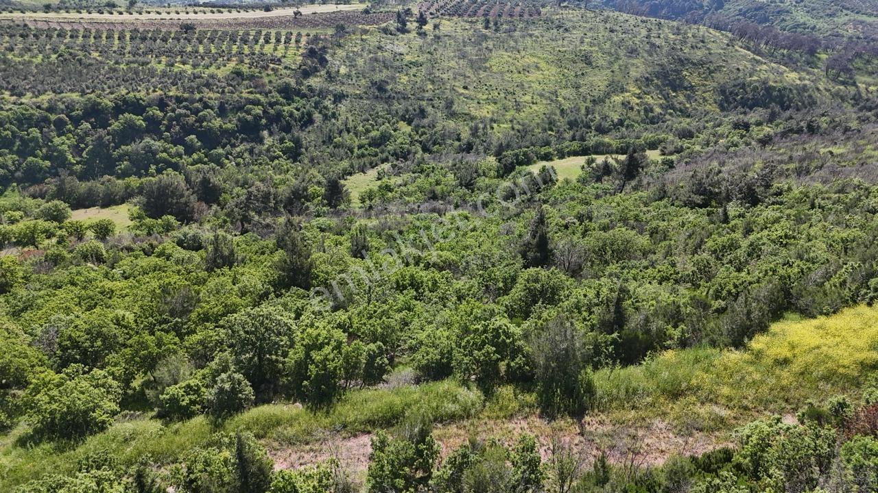 Bergama Sarıcalar Köyünde 9.267 Metrekare Satılık Tarla - Görsel 18