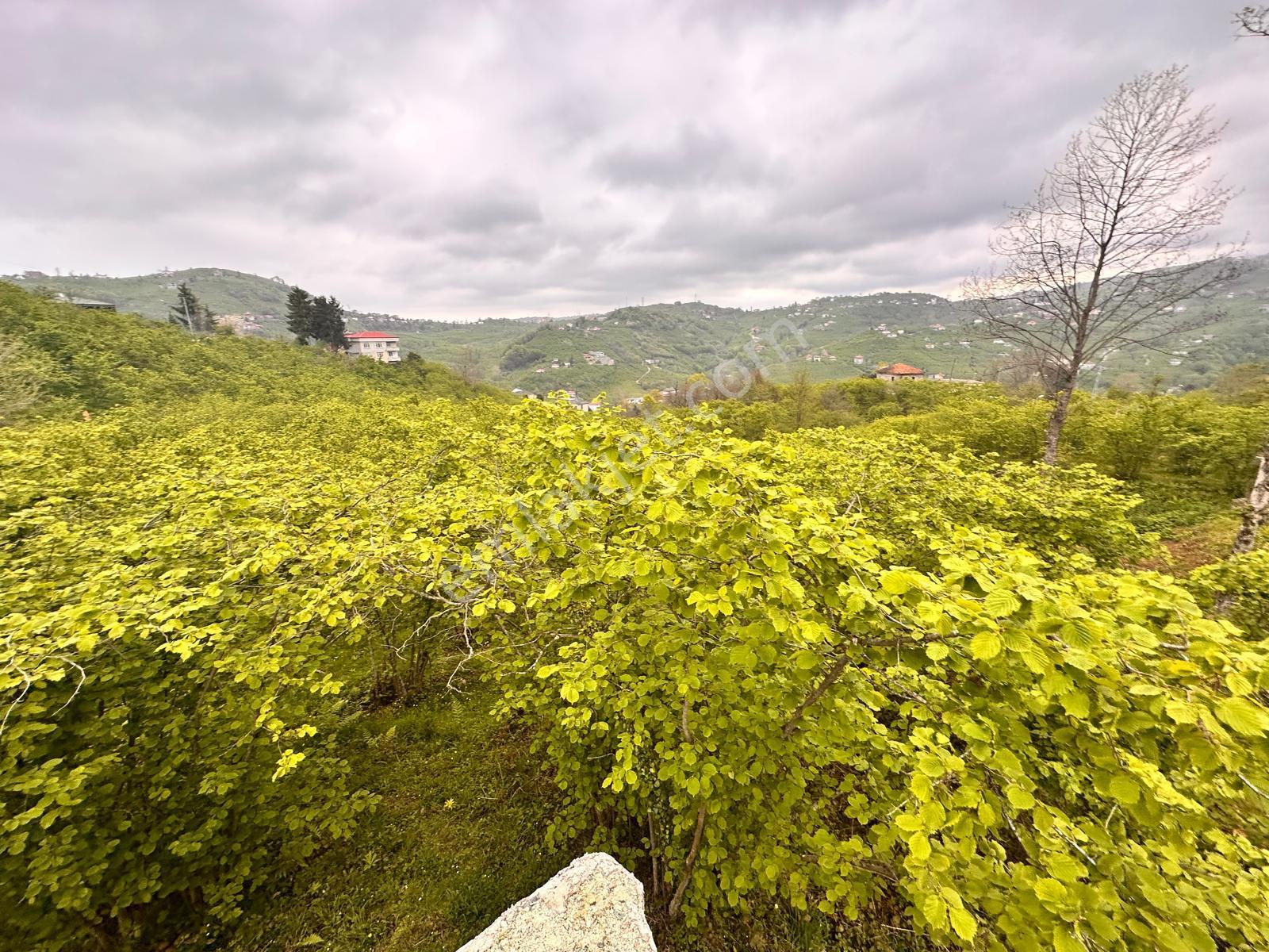 Trabzon Yomra'da Satılık Arsa (taş Duvarı Yapılmış) - Görsel 14