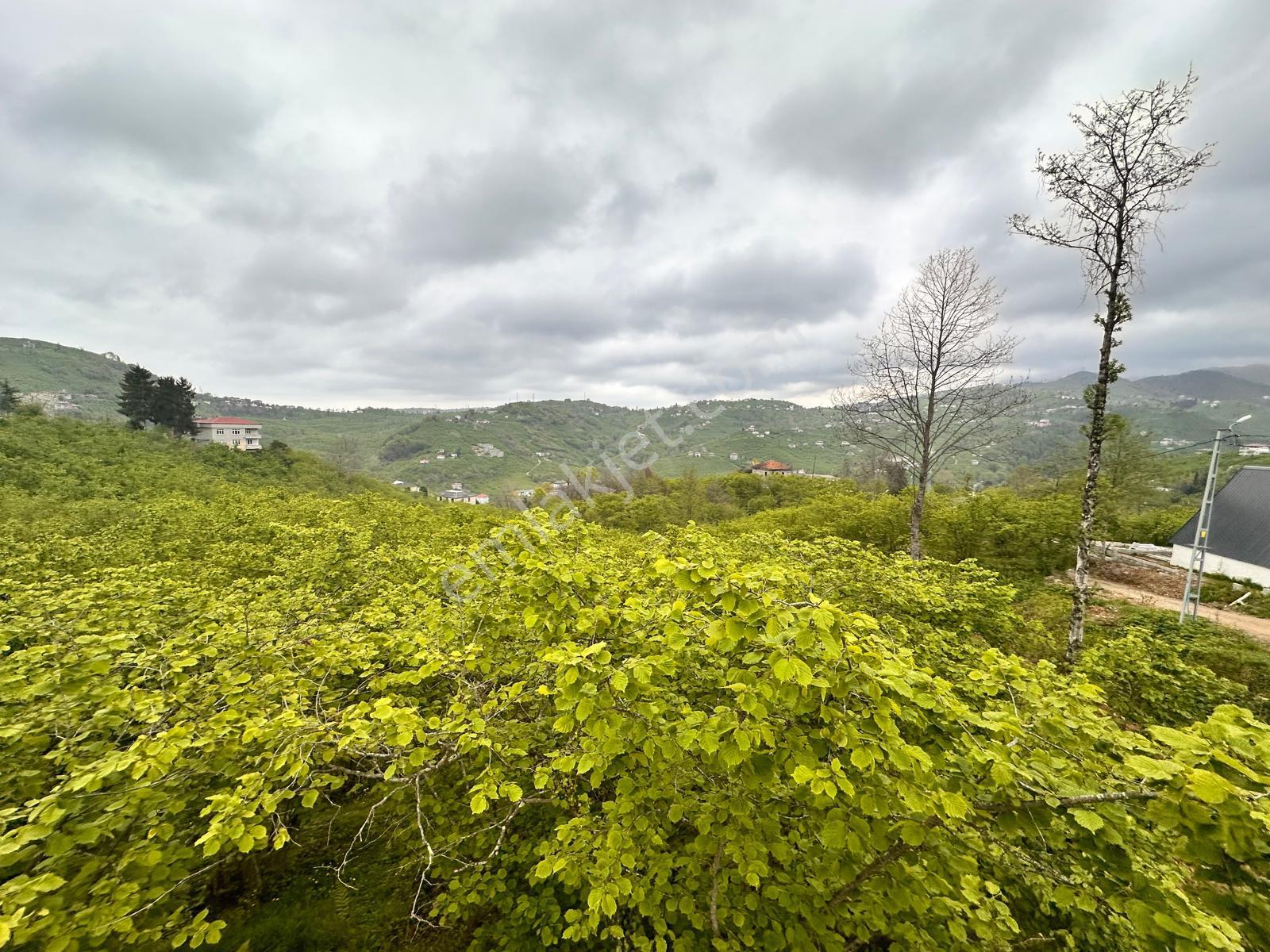 Trabzon Yomra'da Satılık Arsa (taş Duvarı Yapılmış) - Görsel 11