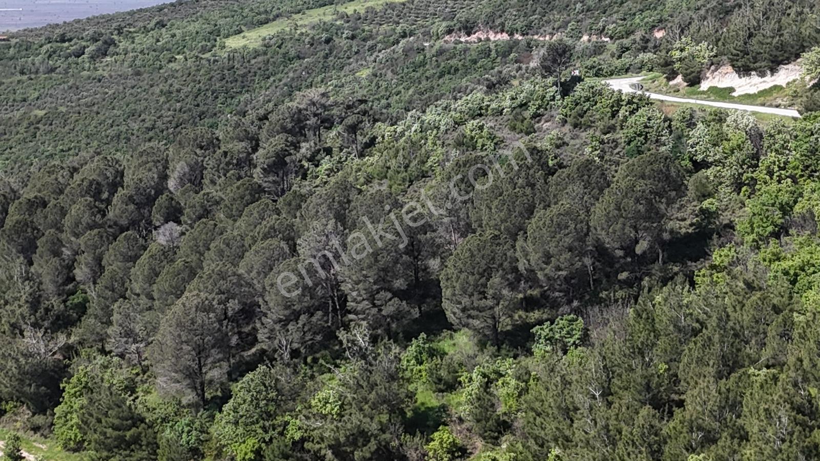 Bergama Yukarı Ilgındere Mahallesinde 9.498 M² Satılık Tarla - Görsel 2