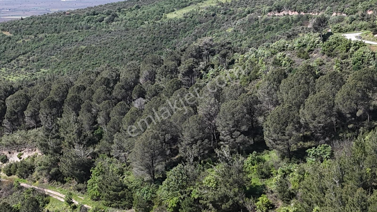 Bergama Yukarı Ilgındere Mahallesinde 9.498 M² Satılık Tarla - Görsel 4