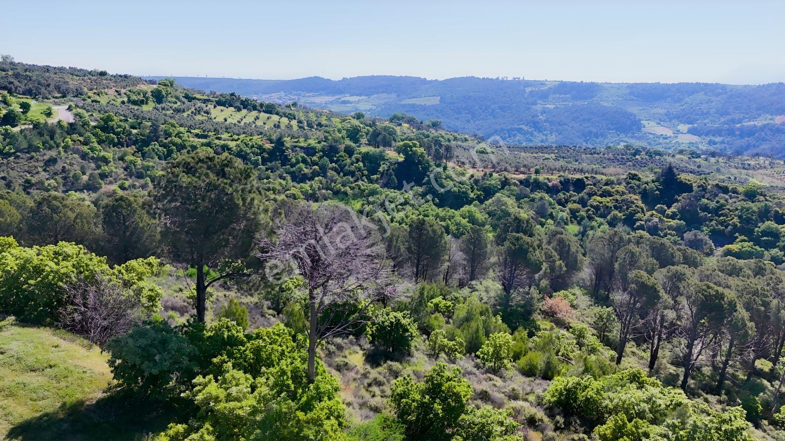 Bergama Yukarı Ilgındere Mahallesinde 9.498 M² Satılık Tarla - Görsel 3