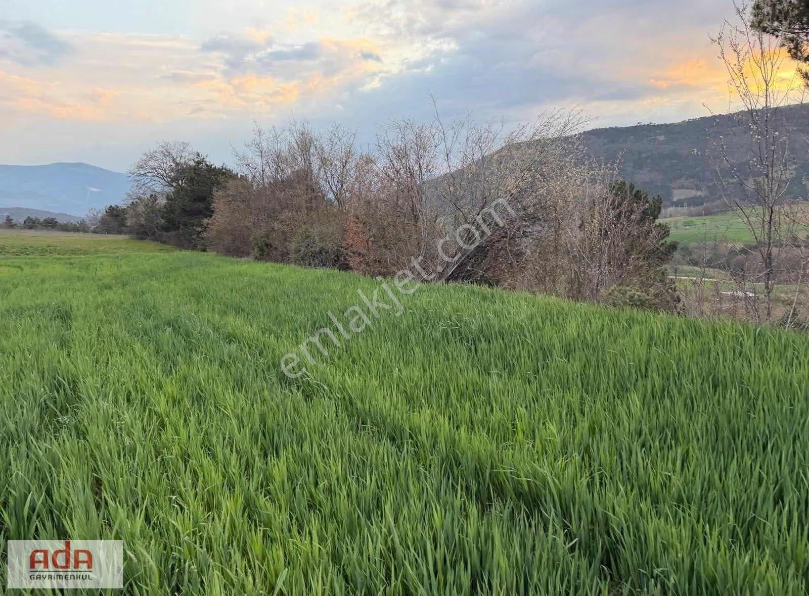 Sakarya Geyve Karacaörende Satılık 3.776 M² Verimli Arazi - Görsel 12