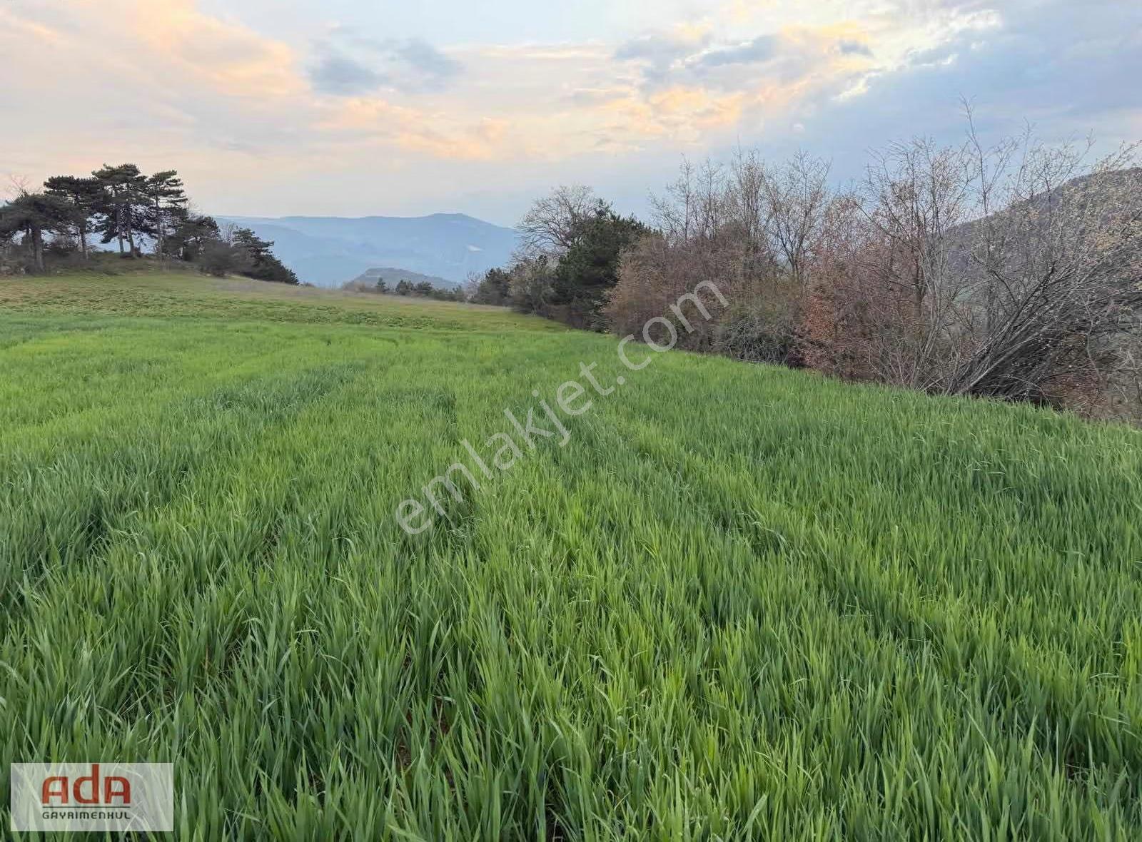 Sakarya Geyve Karacaörende Satılık 3.776 M² Verimli Arazi - Görsel 11