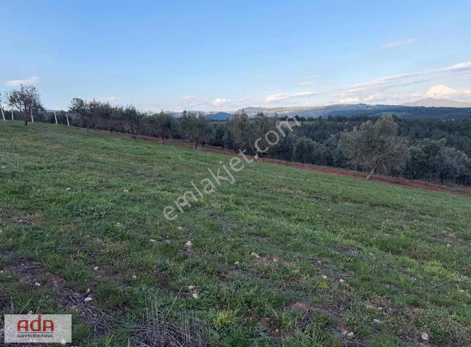 Sakarya Geyve Sekiharman Mahallesinde Satılık 5.000 M² Müstakil