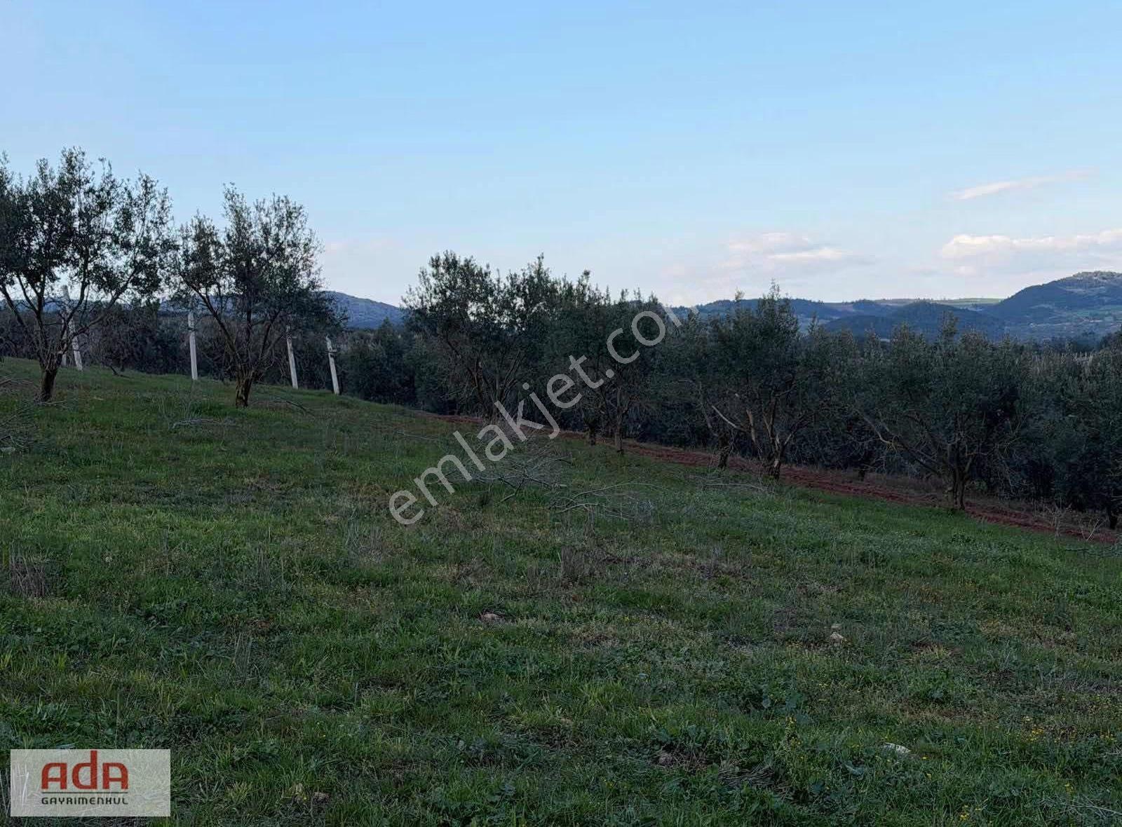 Sakarya Geyve Sekiharman Mahallesinde Satılık 5.000 M² Müstakil - Görsel 12