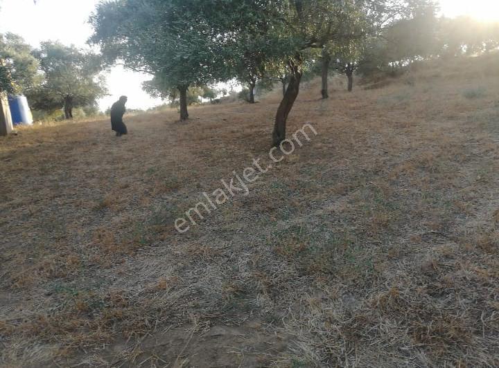 Ağabey Gayrimenkul Den Ödemiş Gölcük Mahallesinde Satılık Tarla - Görsel 3