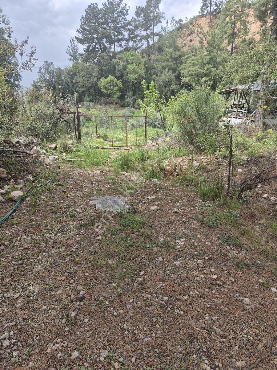 Köy Kenarında Müstakil Tapulu Zeytin Bahçesi - Görsel 6