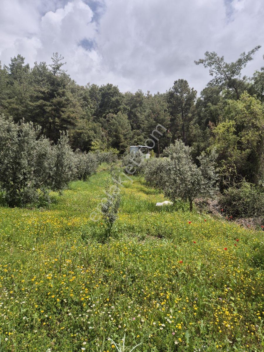 Köy Kenarında Müstakil Tapulu Zeytin Bahçesi - Görsel 18