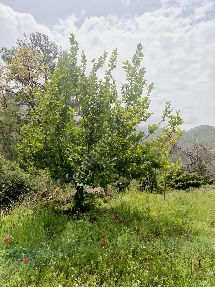 Köy Kenarında Müstakil Tapulu Zeytin Bahçesi - Görsel 15
