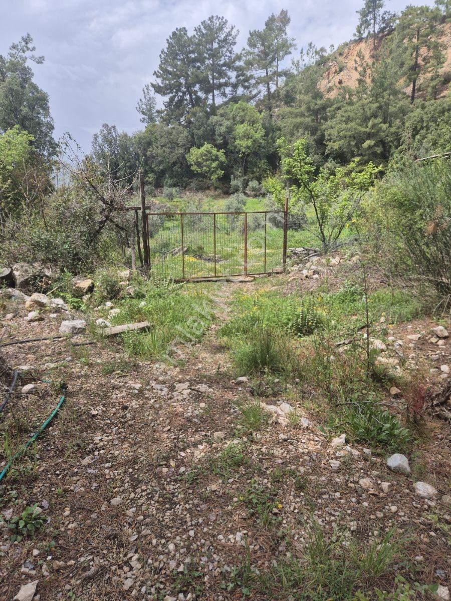 Köy Kenarında Müstakil Tapulu Zeytin Bahçesi - Görsel 5