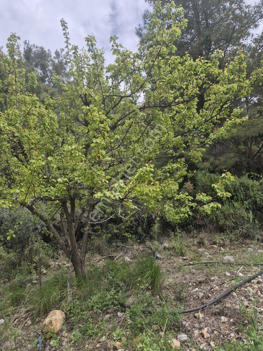 Köy Kenarında Müstakil Tapulu Zeytin Bahçesi