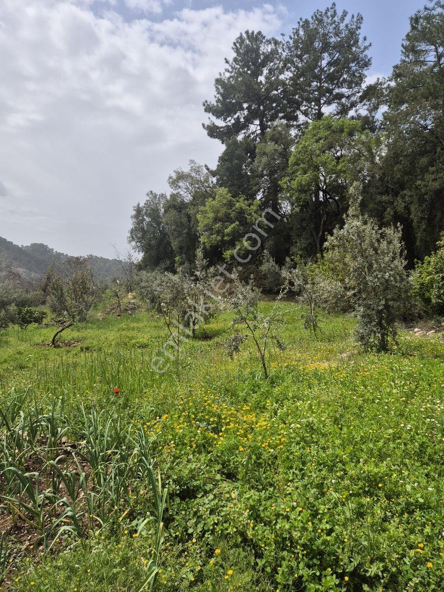 Köy Kenarında Müstakil Tapulu Zeytin Bahçesi - Görsel 20