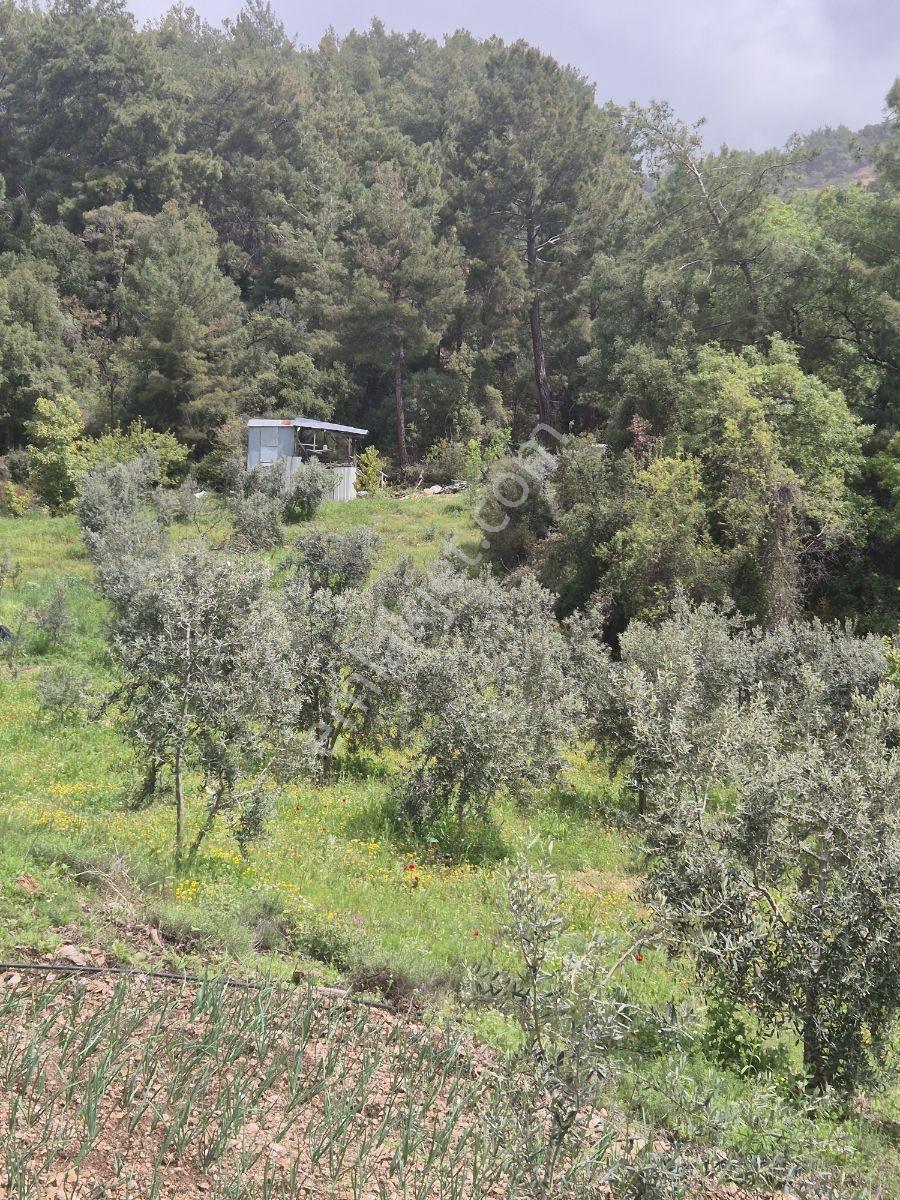 Köy Kenarında Müstakil Tapulu Zeytin Bahçesi - Görsel 14