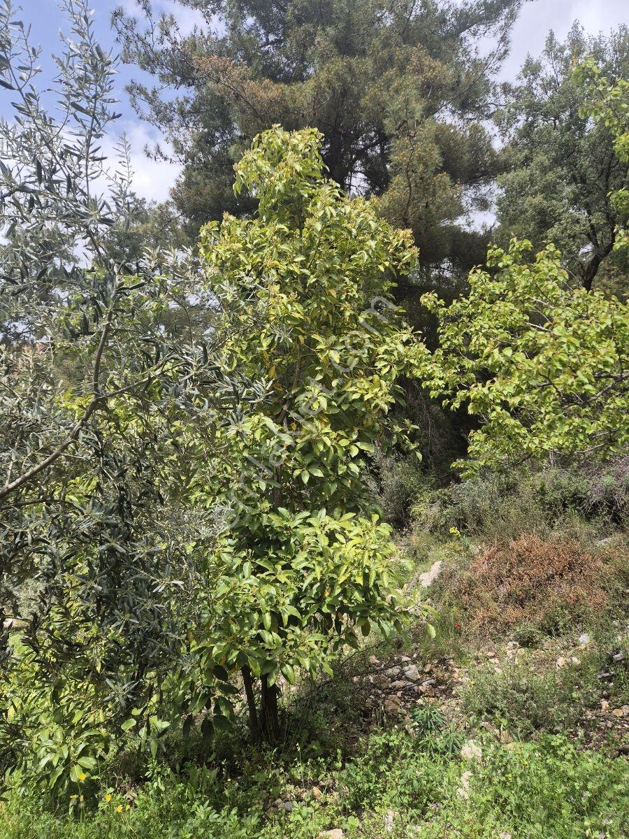 Köy Kenarında Müstakil Tapulu Zeytin Bahçesi - Görsel 11