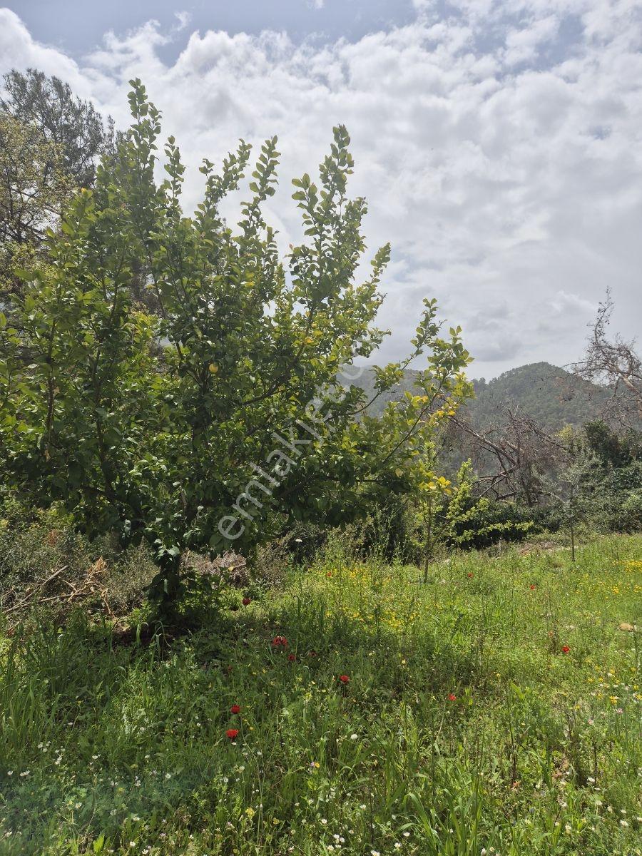 Köy Kenarında Müstakil Tapulu Zeytin Bahçesi - Görsel 10