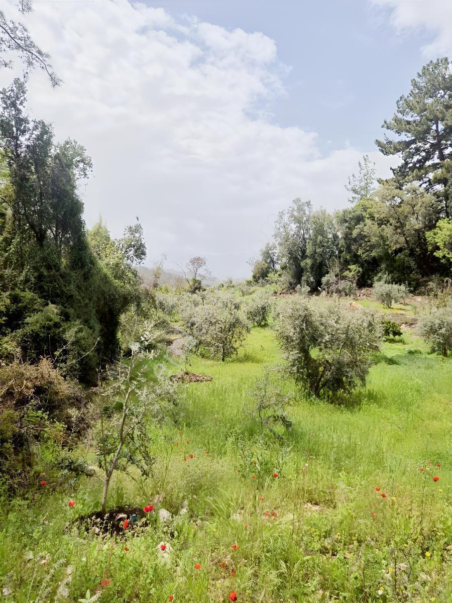 Köy Kenarında Müstakil Tapulu Zeytin Bahçesi - Görsel 17