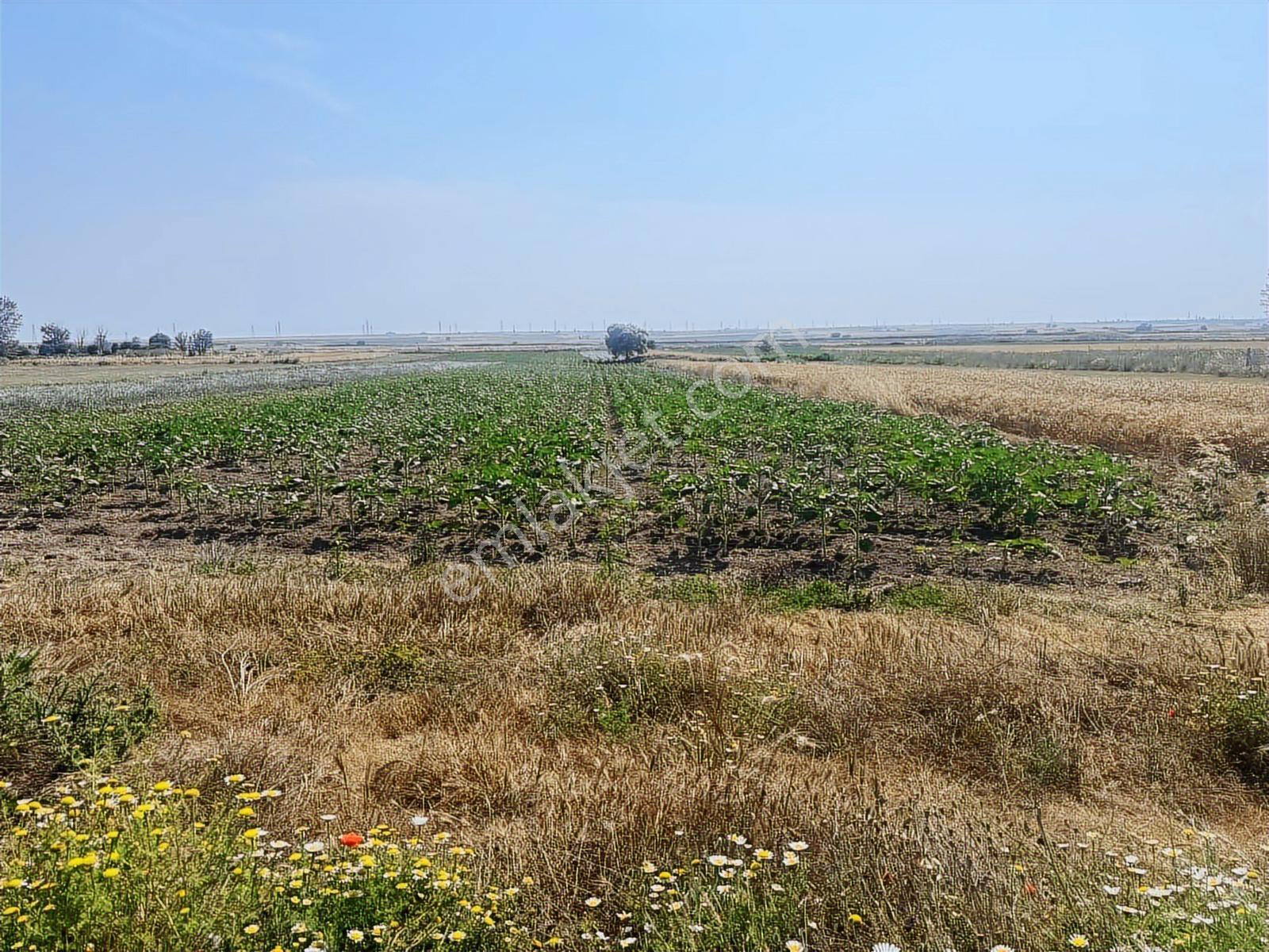 Vize Evrenlı De 270 M2 Arsa Acil Satılık - Görsel 12