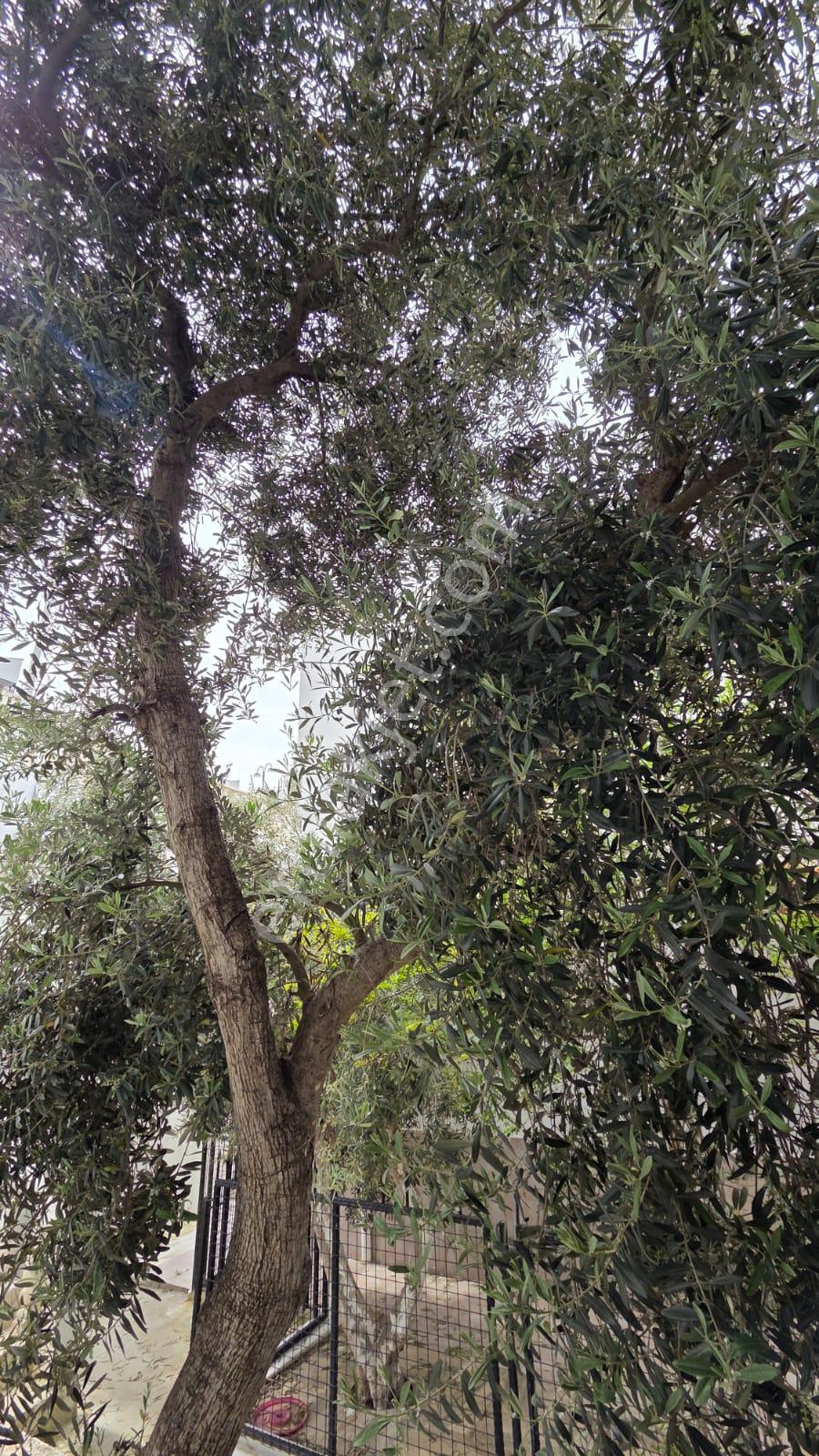 Muğla Güllük Satılık Müstakil Ev Ful Deniz Manzaralı - Görsel 25