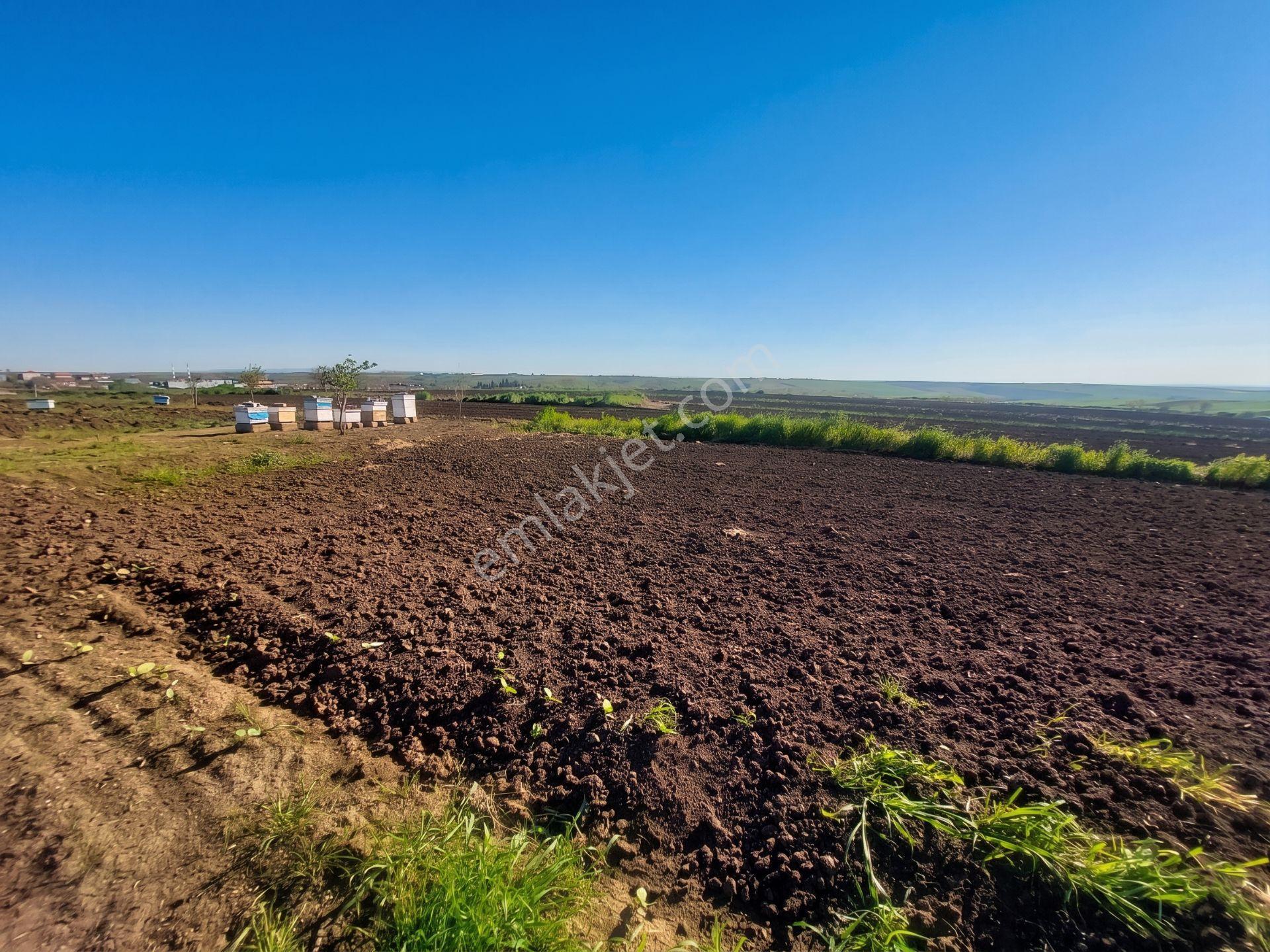 📍 Tekirdağ Süleymanpaşa Karacaklavuz’da Altyapıya Yakın, Yatırımlık 1.380 M² Tarla! 🚀 - Görsel 2