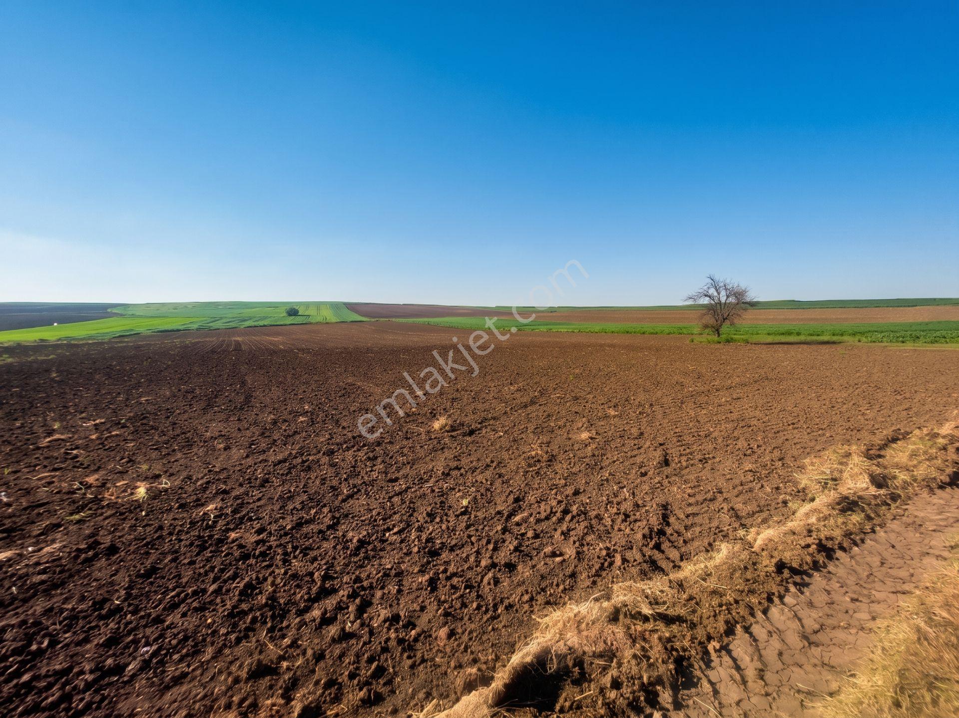 📍 Tekirdağ Süleymanpaşa Karacaklavuz’da Altyapıya Yakın, Yatırımlık 1.380 M² Tarla! 🚀 - Görsel 5