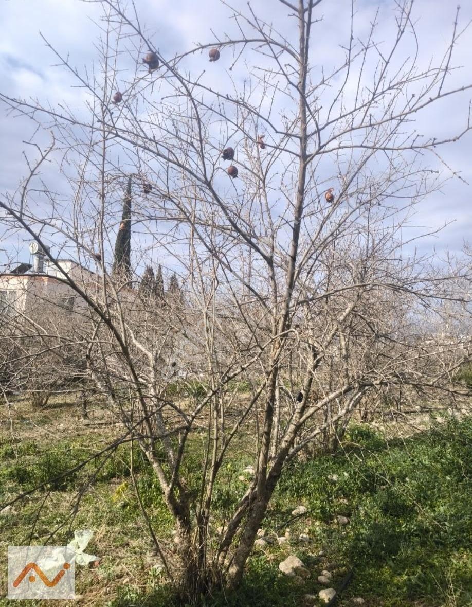 Akarca Yaylası'nda 960m2 Arsa İçerisinde Müstakil Evli Yaylalık - Görsel 17