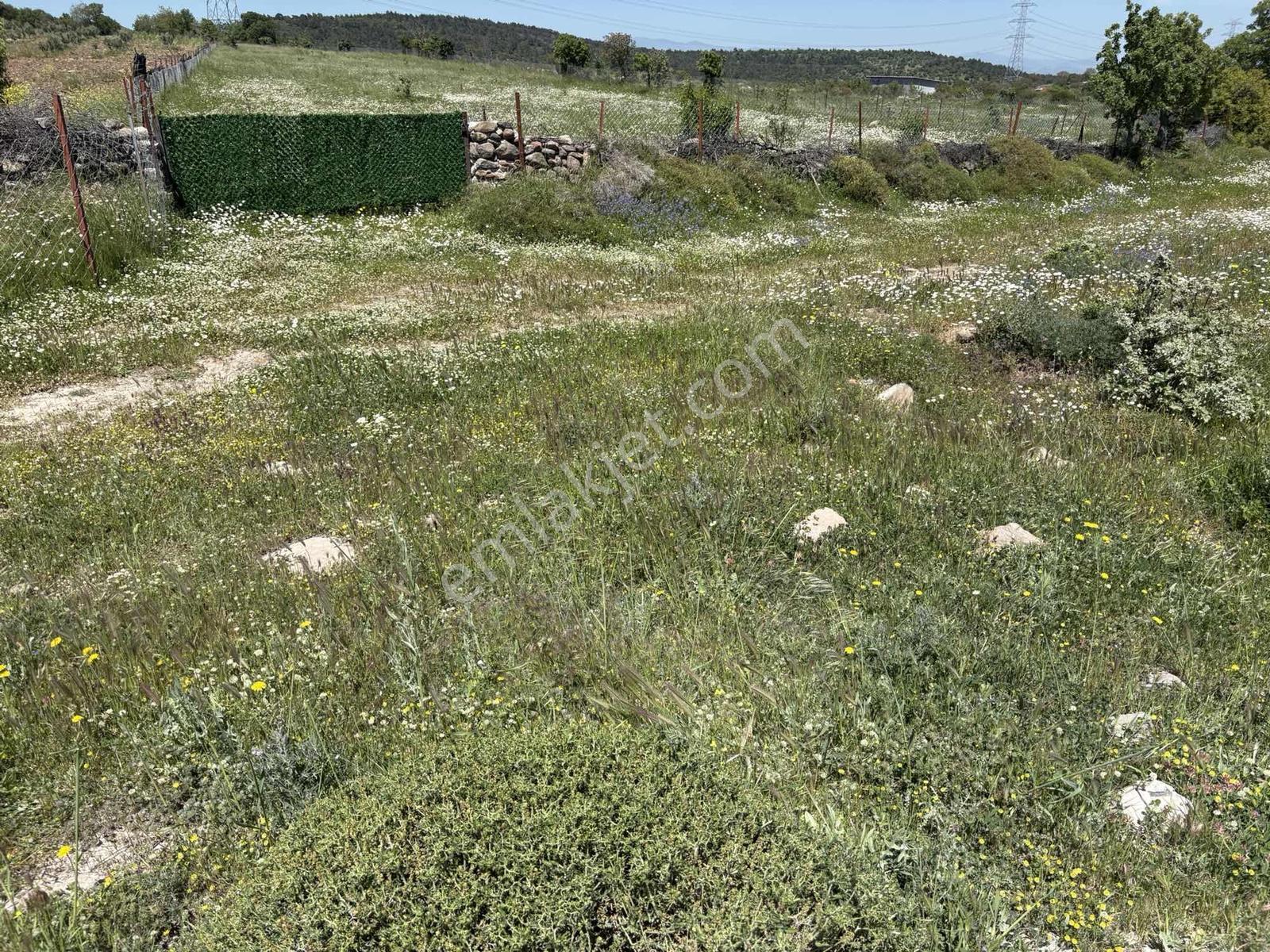 Bergama Maruflar Hayvancılık Projelerine Uygun Tarla - Görsel 8