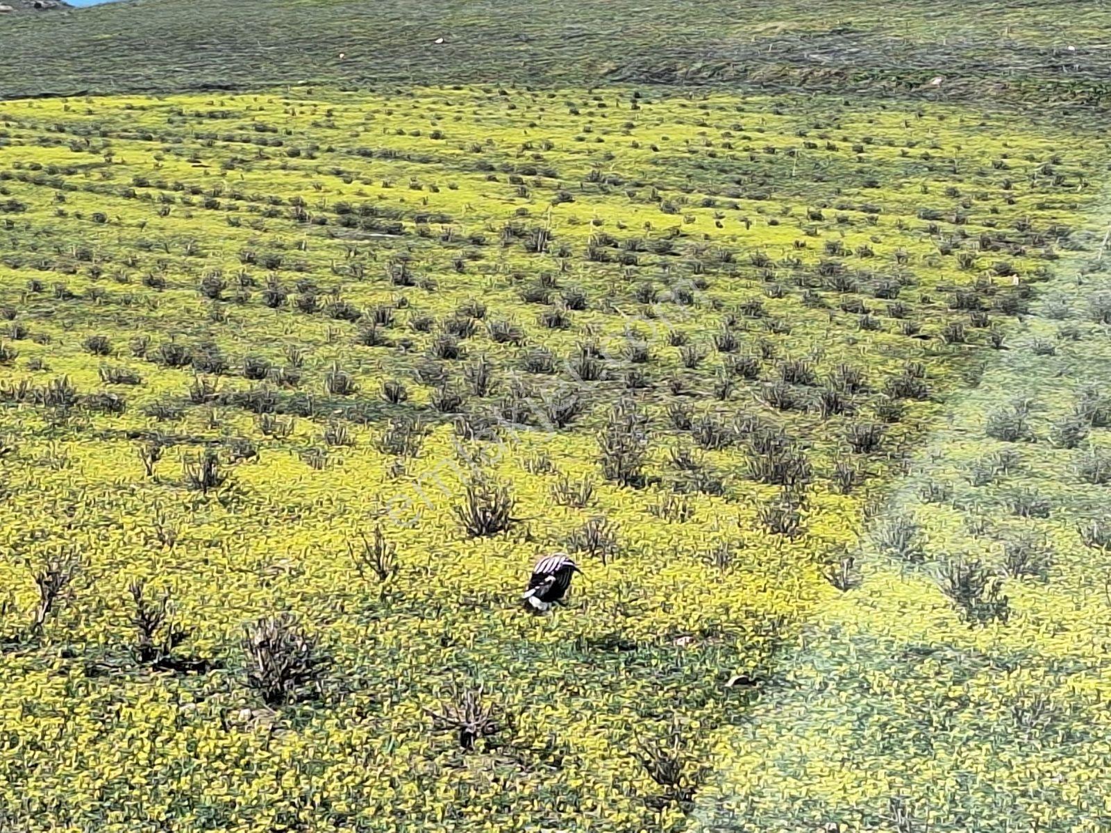 Burdur Kemerde Kadastro Yolu 9150 M2 - Görsel 2