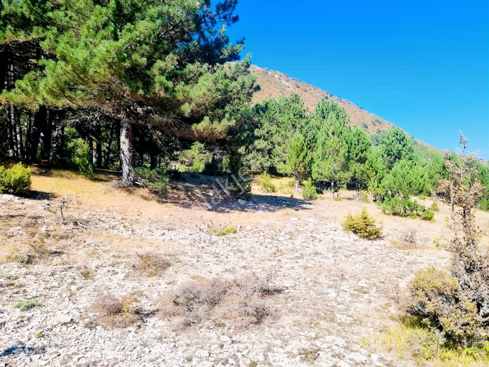 Bolu Mudurnu Dereköy Satılık Yola Cephe Fırsat Uygun Tarla - Görsel 3